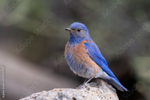 Fotografie Western bluebird on rock