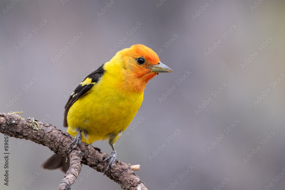 Western tanager Western tanager