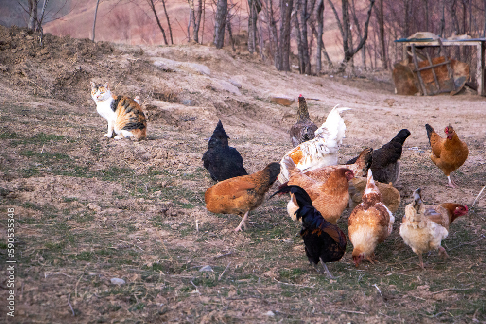 Fototapeta premium Domestic animals in the village