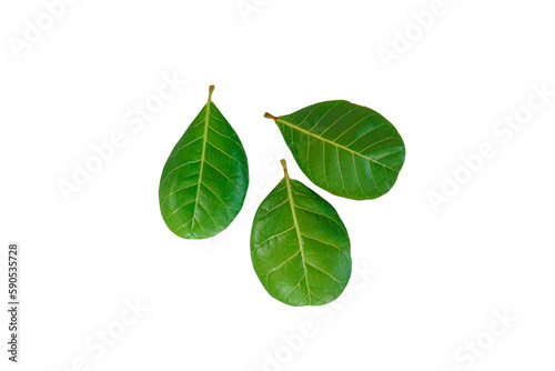 leaves of cashew nut with isolated on white background