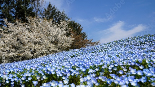 ネモフィラと桜（国営讃岐まんのう公園）【香川県仲多度郡まんのう町】2