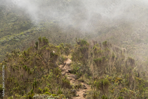 Hikers on a path towards Mount Kilimanjaro through bushes