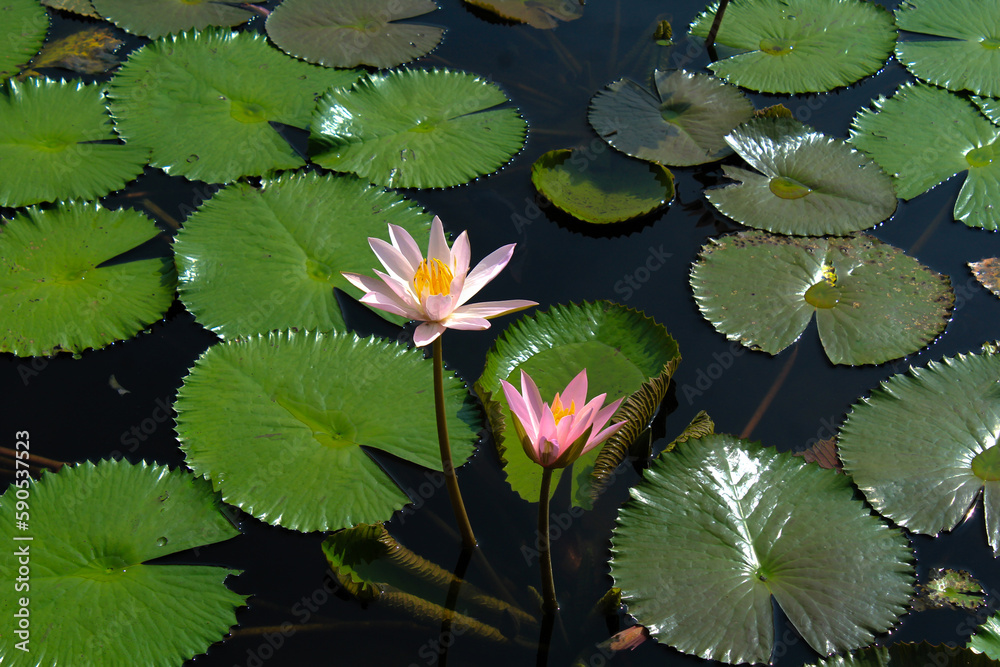 beautiful pink lotus or water lily blooming on the pond beautiful pink lotus or water lily blooming on the pond