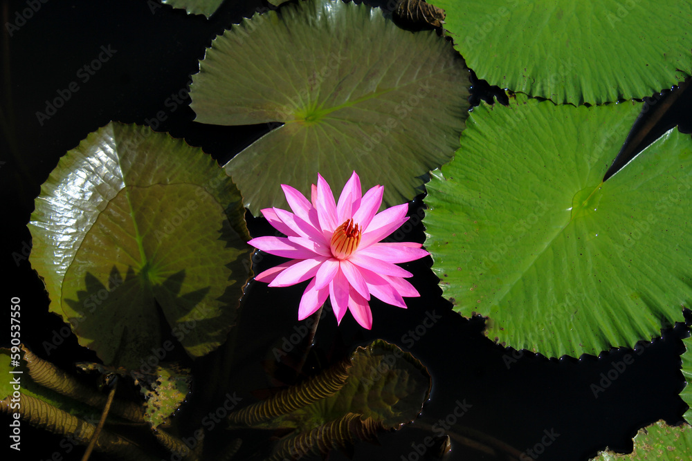 beautiful pink lotus or water lily blooming on the pond beautiful pink lotus or water lily blooming on the pond