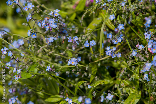 forget me not