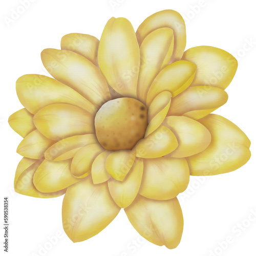 Fototapeta Naklejka Na Ścianę i Meble -  Yellow dahlia watercolour illustration 