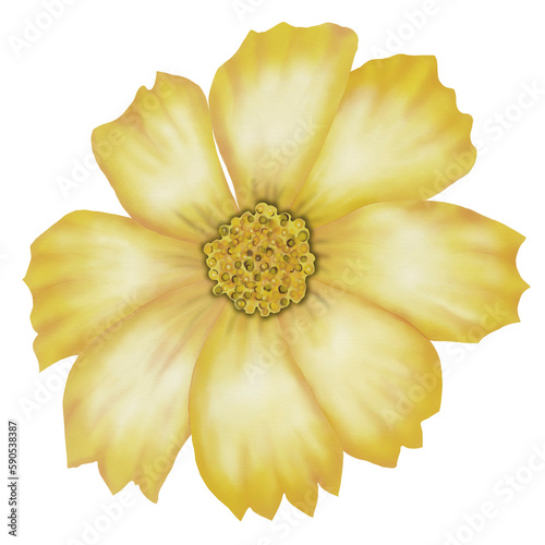 Fototapeta Naklejka Na Ścianę i Meble -  Yellow dahlia watercolour 