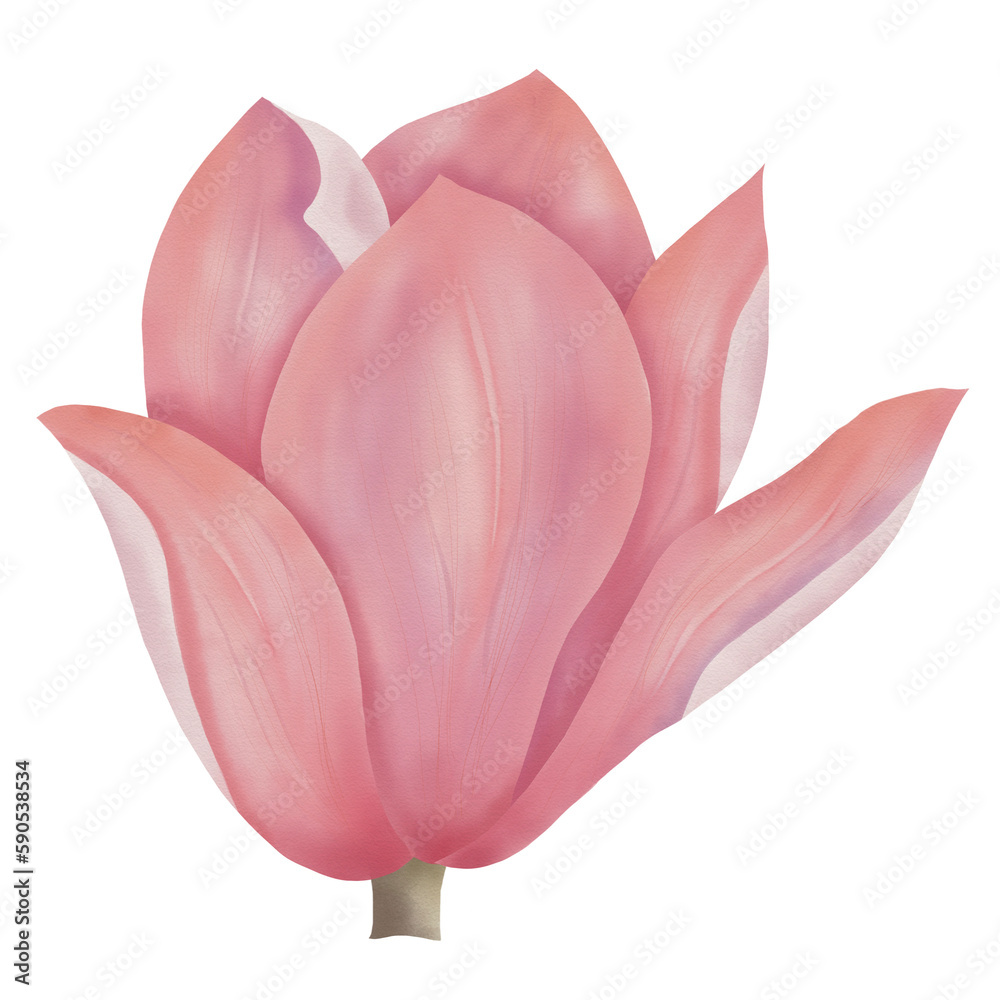 Pink magnolia watercolour Pink magnolia watercolour