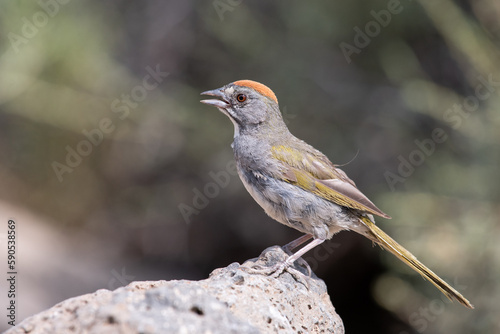Green-tailed towhee on rock