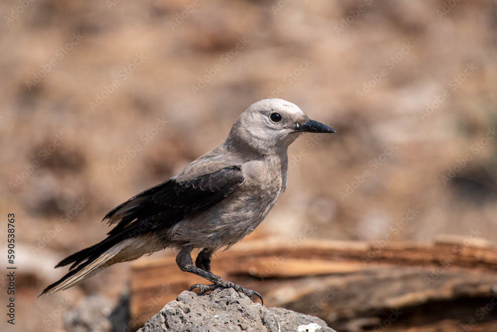 Clarks nutcracker Clarks nutcracker