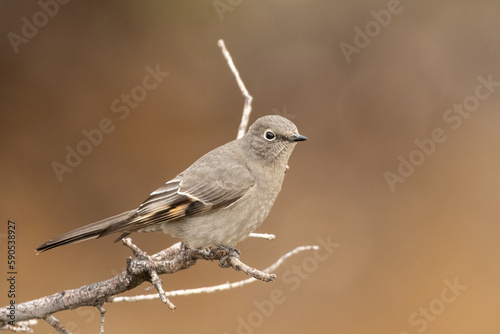 Townsend's solitaire on perch
