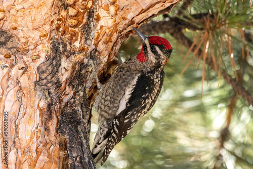 Red-naped sapsucker on tree photo