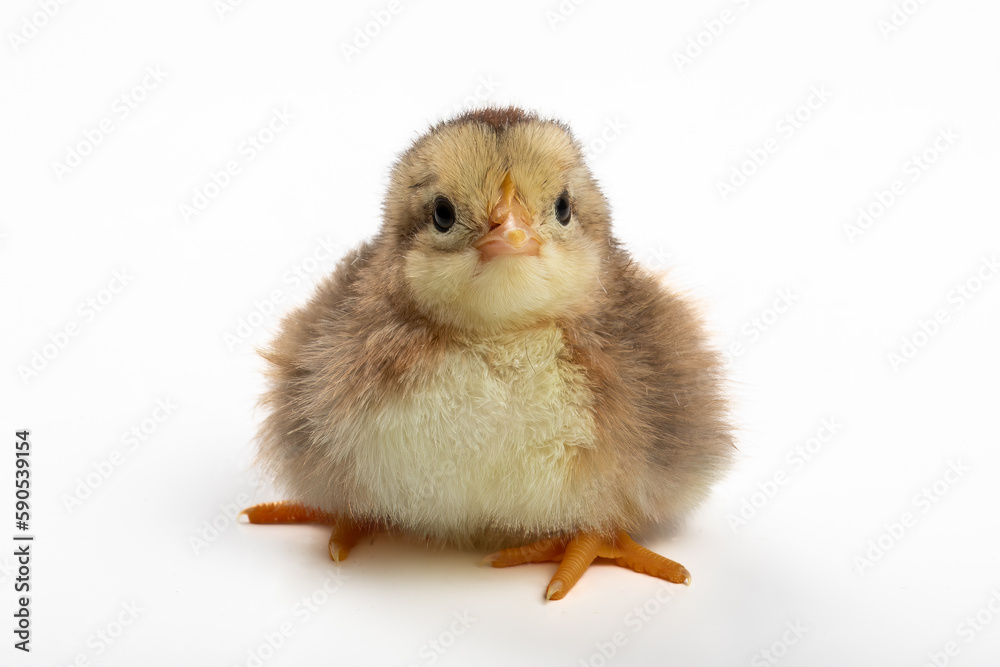 Starring Contest - Young Yellow Easter Chick - Adorable Farm Animal Portrait