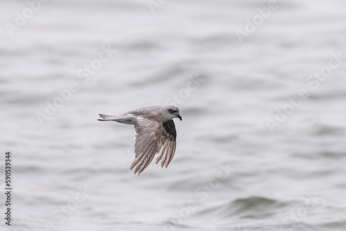 Fork-tailed storm-petrel flying photo