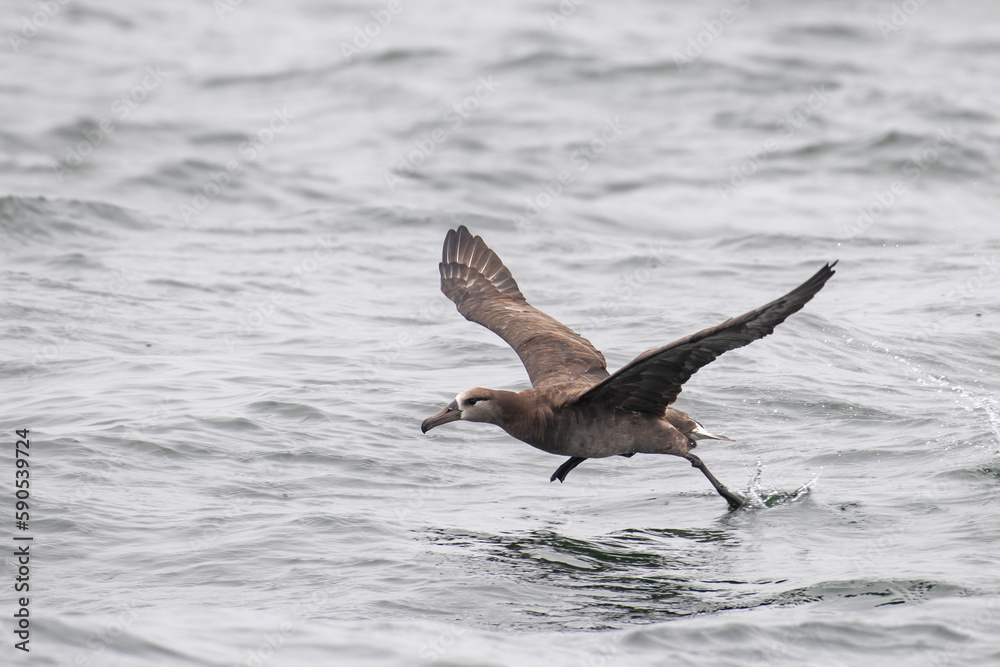 Fototapeta premium Black-footed albatross flying