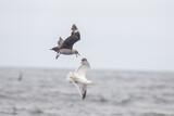 South polar skua chasing herring gull
