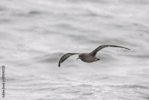 Sooty shearwater flying