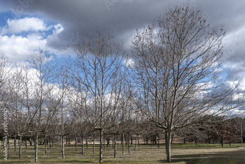 Rows of leafless trees in an urban park on a cloudy day