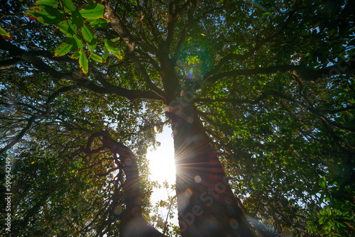 big old trees - view from below into the treetops