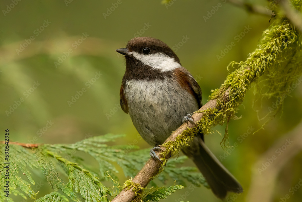 Naklejka premium Chestnut-backed chickadee on perch