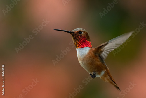 Rufous hummingbird flying
