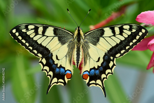 Ein Schwalbenschwanz (Schmetterling/Falter) ruht in fast perfekter Symmetrie auf einer Pflanze.