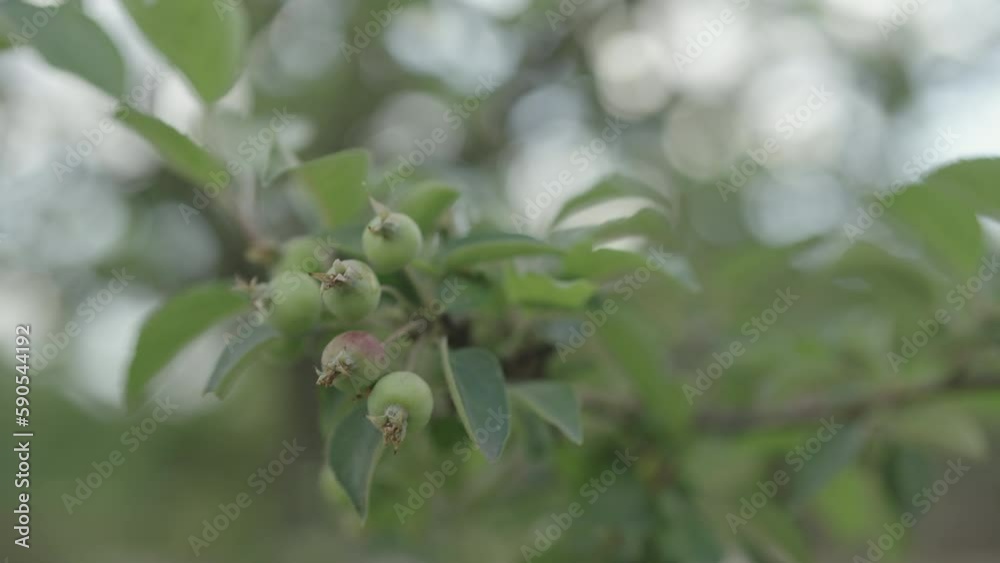 Slow motion handheld shot of apple tree with small green apples on a branch Slow motion handheld shot of apple tree with small green apples on a branch