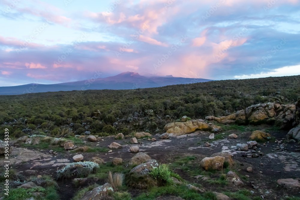 Mount Kilimanjaro with dramatic sunset in pink and purple sky Mount Kilimanjaro with dramatic sunset in pink and purple sky