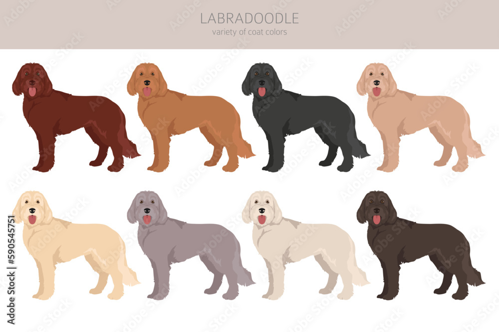 Labradoodle clipart. Different poses, coat colors set