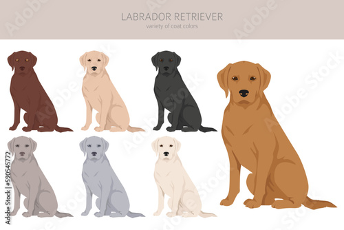 Labrador retriever dogs in different poses and coat colors clipart