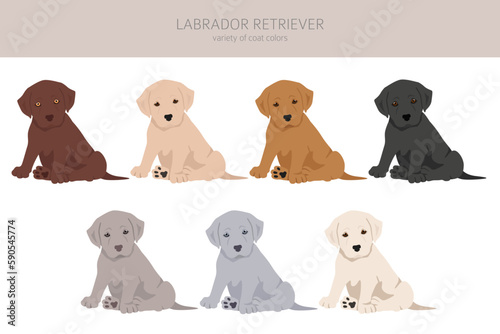 Labrador retriever dogs in different poses and coat colors clipart