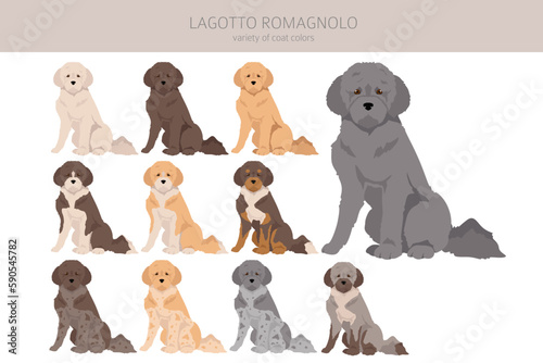 Lagotto Romagnolo clipart. Different poses, coat colors set