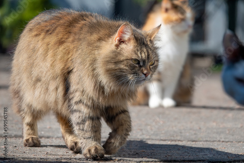 Big handsome stray cat on the city street photo