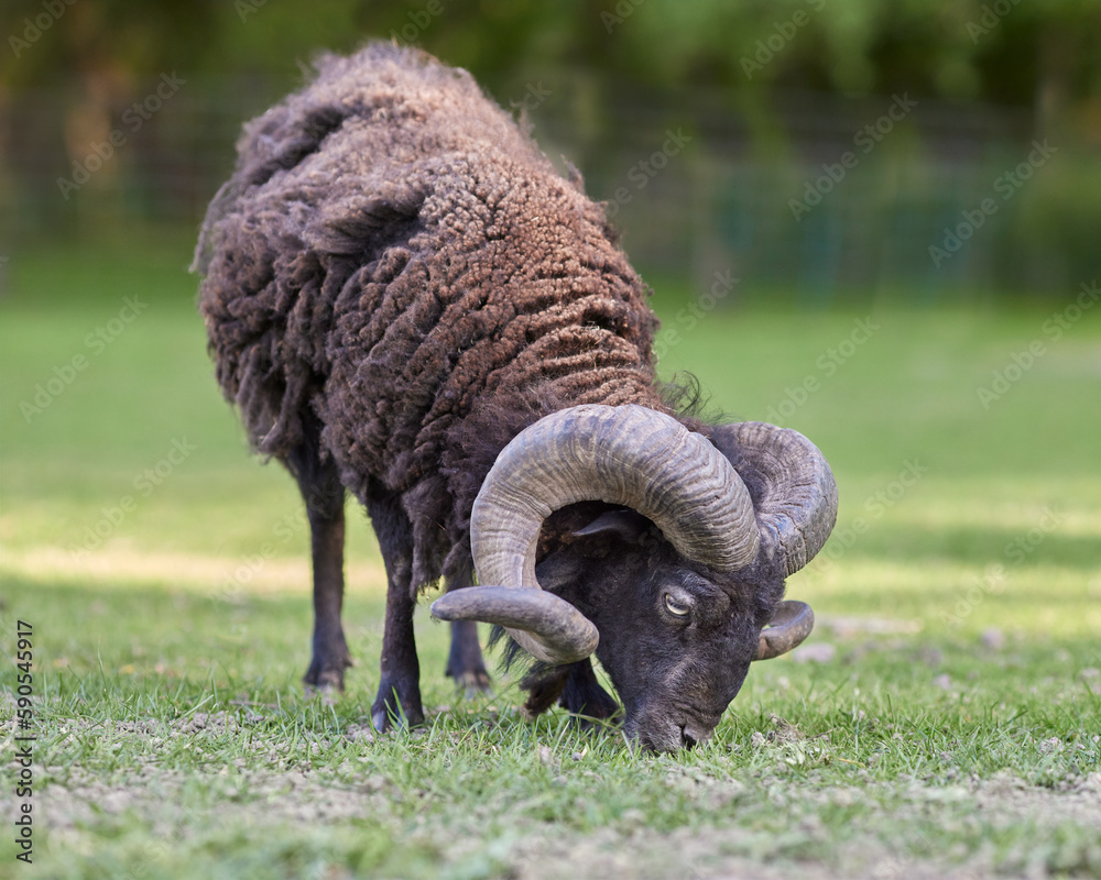 Brown male ouessant sheep grazes in meadow Brown male ouessant sheep grazes in meadow