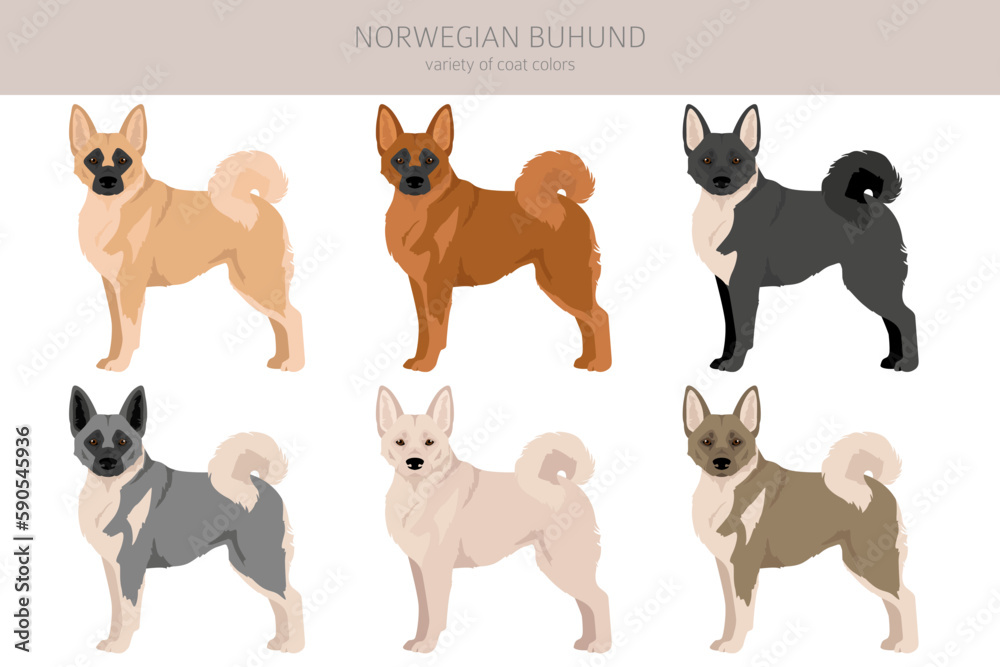 Norwegian Buhund clipart. Different poses, coat colors set
