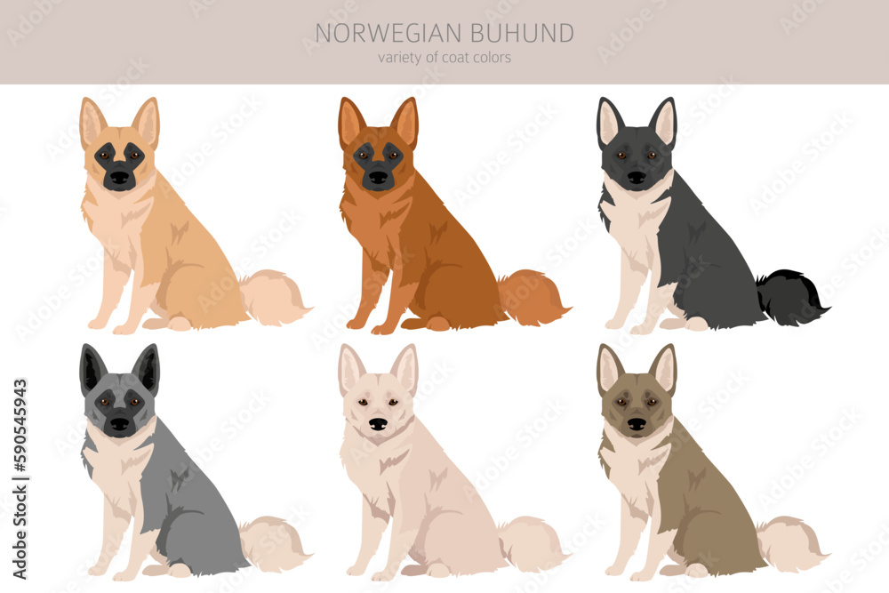 Norwegian Buhund clipart. Different poses, coat colors set