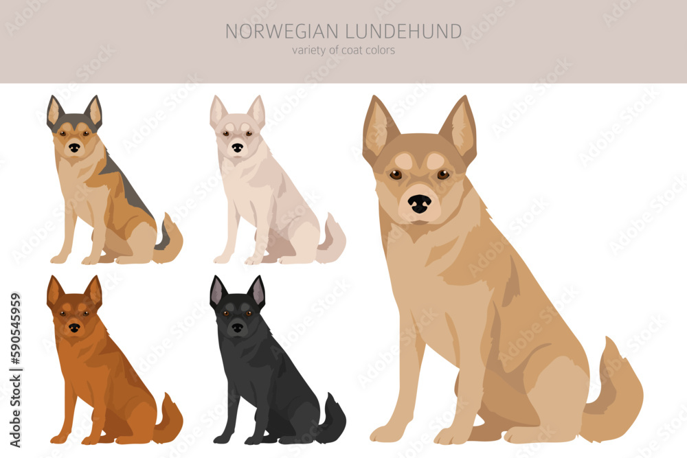 Norwegian Lundehund clipart. All coat colors set.; All dog breeds characteristics infographic