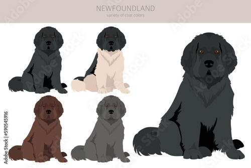 Newfoundland clipart. Different poses, coat colors set