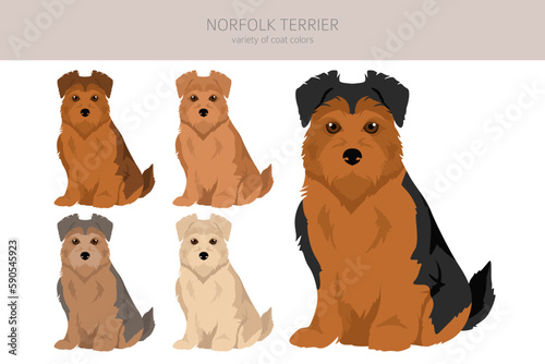 Norfolk terrier clipart. Different poses, coat colors set