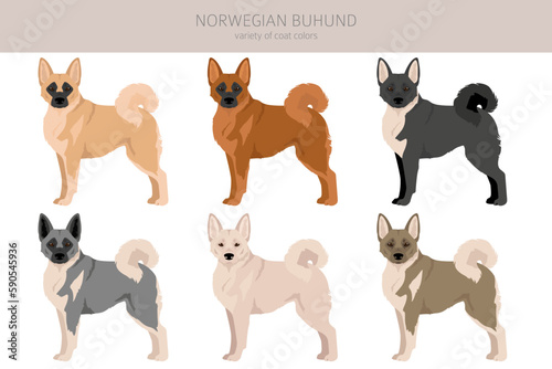 Norwegian Buhund clipart. Different poses, coat colors set