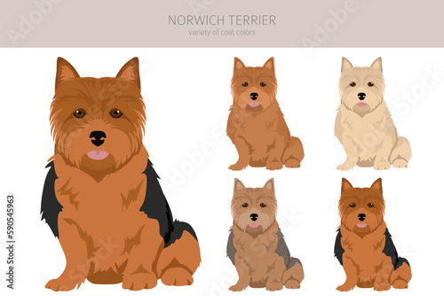 Norwich terrier clipart. Different poses, coat colors set