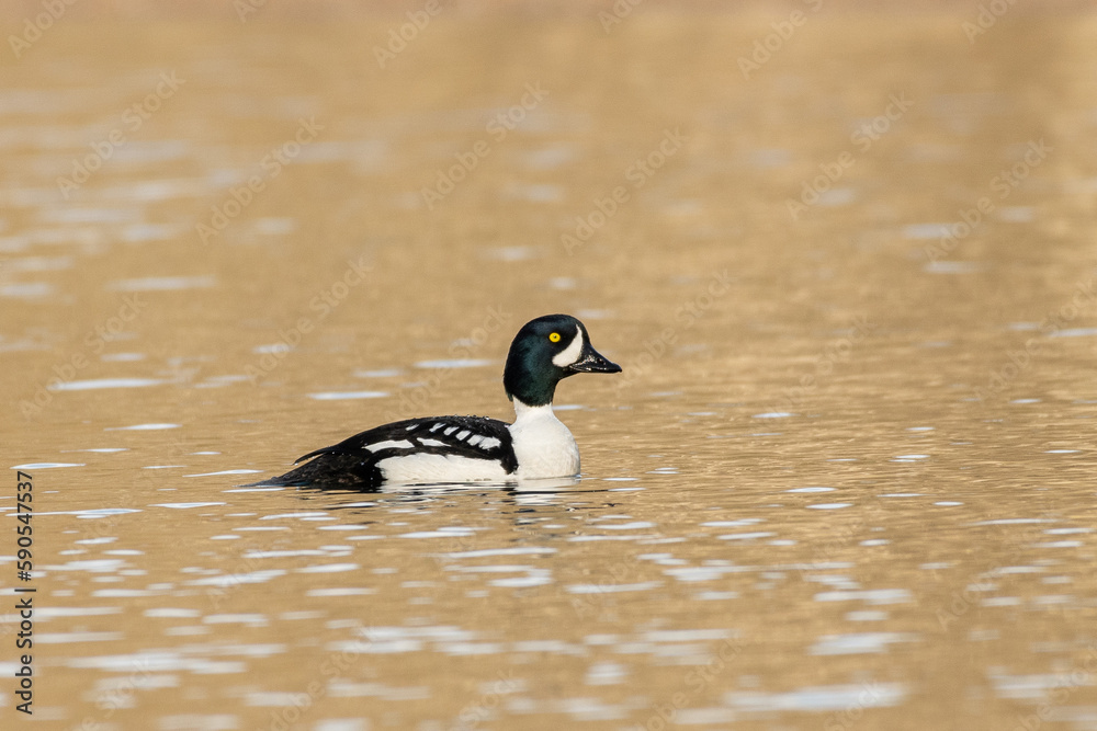 Fototapeta premium Barrows goldeneye in lake