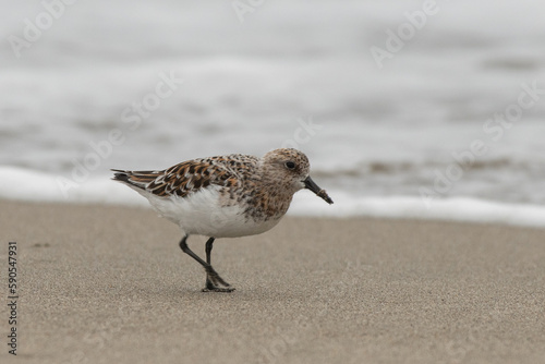 Sanderling on beach 