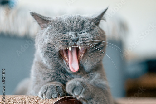 Gähnende Katze