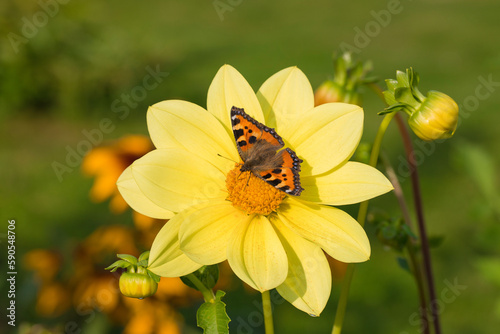 The butterfly sucks nectar from the dahlia flower with pleasure, helping the plant to pollinate. © elenae333