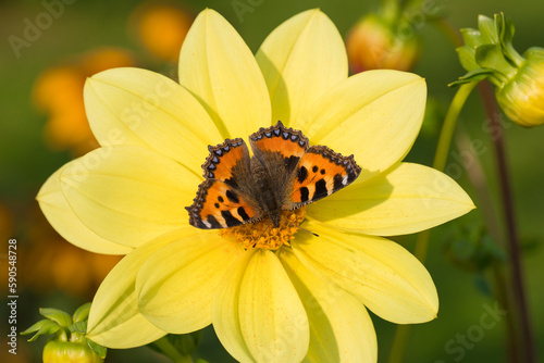 Yellow dahlia flower and butterfly in the garden. Summer garden concept. © elenae333