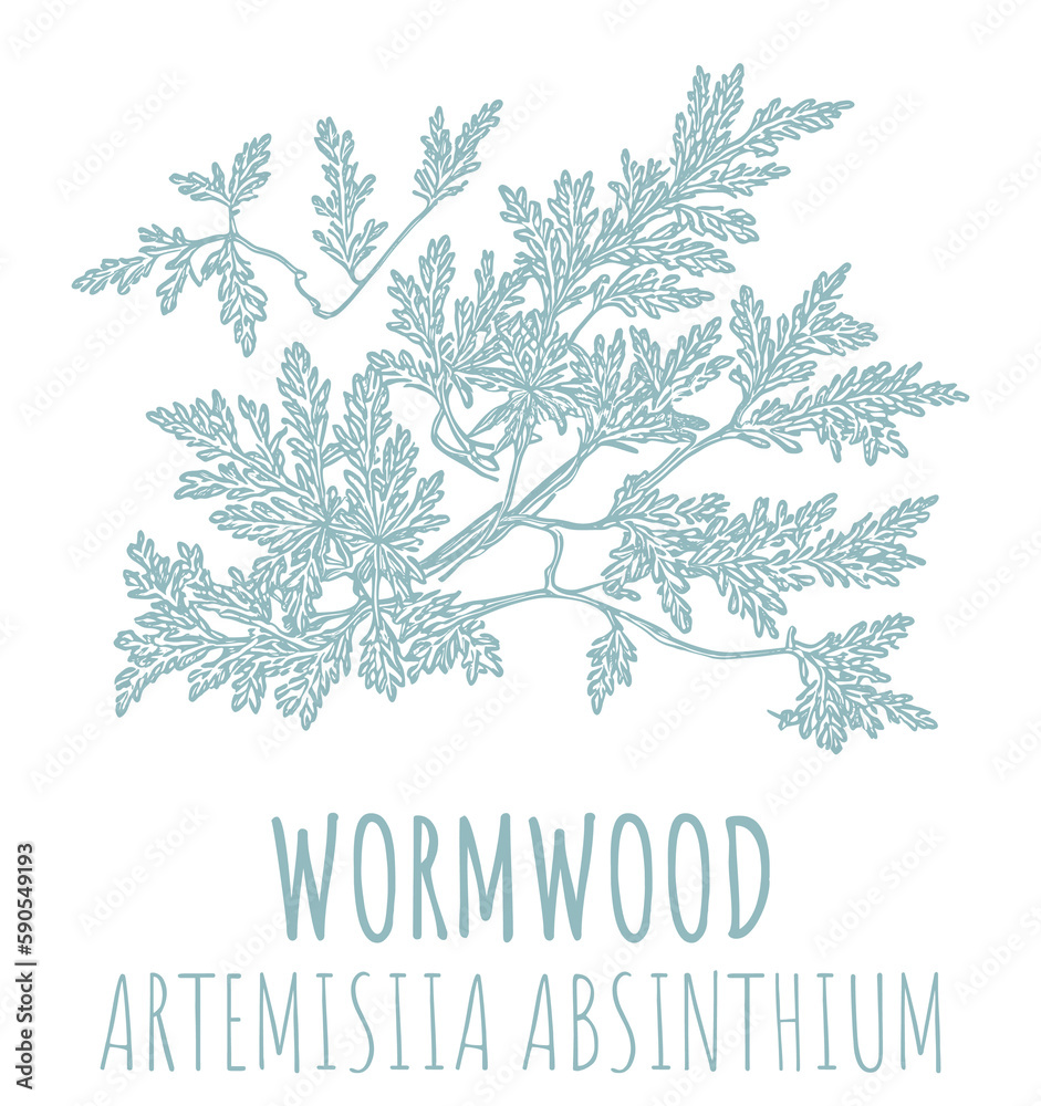 Drawings of Wormwood. The image was created using generative AI. Latin name Artemísia absínthium.

