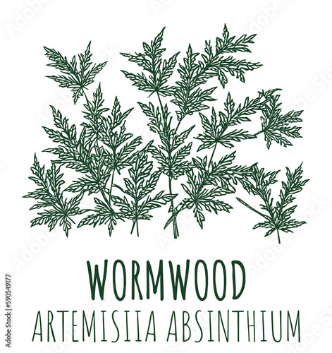 Drawings of Wormwood. The image was created using generative AI. Latin name Artemísia absínthium.
 photo