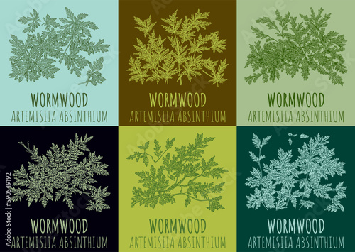 Set of vector drawings Wormwood in different colors. The image was created using generative AI. Latin name Artemísia absínthium.
