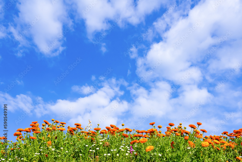 キンセンカの花と初夏の青空